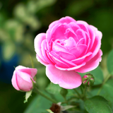 Lähivõte Damascuse roosist uduse rohelise taustaga.